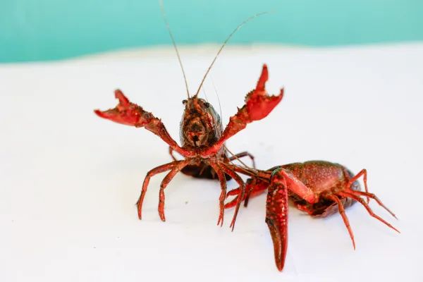 Barnhill-Seafood-030926-9